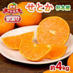 訳あり せとか 約4kg