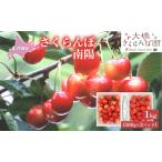 さくらんぼ 南陽1kg 500g×2パック