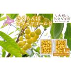 先行受付 さくらんぼ スタックゴールド1kg 500g×2パック