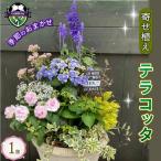 季節のおまかせ テラコッタ 寄せ植え 花 お花