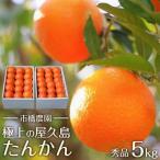屋久島産たんかん 5キロ箱 秀品 用としても