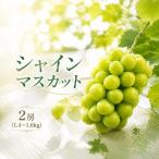 シャインマスカット 2房 約1.4kg-1.6kg