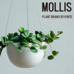 MOLLIS ペペロミア ホープ 観葉植物