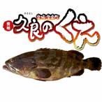 久良のくえ 1尾