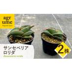 サンセベリア ロリダ Sansevieria