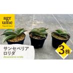 サンセベリア ロリダ Sansevieria