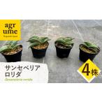 サンセベリア ロリダ Sansevieria