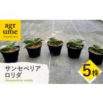 サンセベリア ロリダ Sansevieria