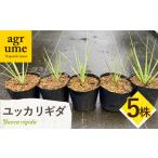 Yucca rigida ユッカ リギダ 5株