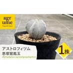 astrophytum myriostigma
