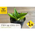 アガベ sp. ピロン クバ 1株