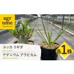 アデニウム アラビカム ユッカ リギダ 各1株