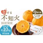 ふるさと納税 先行予約 訳あり 不知火 恋する不知火 約10kg 【2026年4月上旬から2026年6月下旬発送予定】 御舩果樹園  熊本県宇城市