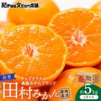 田村みかん 5kg青秀 _V7447