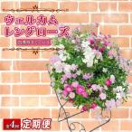 花 ウェルカム レンゲローズ リング オンライン決済