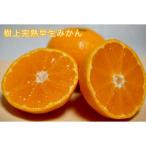 樹上完熟早生みかん 約3kg