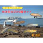 めだかセット 光体型3種 幼魚~若魚