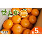 訳あり わけあり 果物 フルーツ みかん ミカン