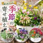 花 季節の寄せ植え 風の丘ガーデン