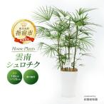 雲南シュロチク 100cm~120cm