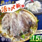 漁港直送 活〆 幸イカ 5杯