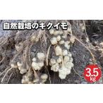 キクイモ 3.5kg