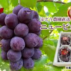ニュー ピオーネ 朝採れ 大粒 農園直送