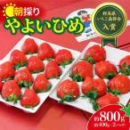 いちご品評会金賞受賞 いちご やよいひめ 400g