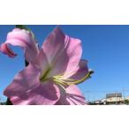 fu.... налог 100 . тормозные колодки ( розовый )20 колесо Tokushima префектура Tokushima город 