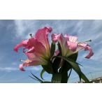 fu.... налог 100 . тормозные колодки ( розовый )30 колесо Tokushima префектура Tokushima город 