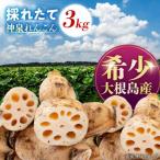 れんこん 島採れ掘りたて 大根島産神泉れんこん 3kg