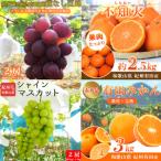 紀州和歌山産旬のフルーツセット 不知火