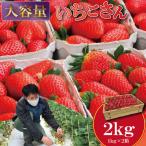 令和9年2月上旬頃出荷開始予定 いちごさん 1kg×2箱