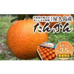 2027年発送 屋久島産たんかん 約3.5kg