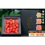 ふるさと納税 令和7年産 さくらんぼ「 佐藤錦 」300g (300g×1パック) 秀品 Lサイズ以上 2025年産 山形県産 山形産 【2025年6月上旬頃〜下.. 山形県寒河江市