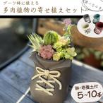 多肉植物の寄せ植えセット5本 10本