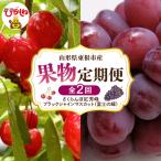 2027年産 全2回 果物 定期便 さくらんぼ