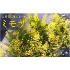 春の訪れ ミモザ 10本入り〈なかやFarm