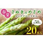 春芽 さぬきのめざめ 約50cmロングアスパラガス 20本入り