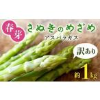 春芽 さぬきのめざめアスパラガス 約1kg