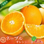森本農園の手選別ネーブルオレンジ 約4.5kg