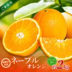 森本農園の手選別 ネーブルオレンジ 約2kg
