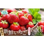 新鮮いちご〈品種:紅ほっぺ〉 約600g