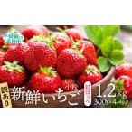 新鮮いちご〈品種:紅ほっぺ〉 約1.2kg
