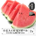尾花沢産 小玉スイカ ピノガール 約2~2.5kg