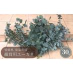 ユーカリ 観賞用 切り花