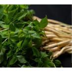 fu.... налог [..... налог ] Goryeo морковь Сикоку departure Goryeo морковь ростки 1 год корень 8шт.@ Kagawa префектура три . город 