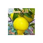 自然栽培文旦5kg L 3Lサイズ 〈2027年1月9日
