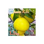 自然栽培文旦1.5kg L 3Lサイズ 〈2027年1月9日