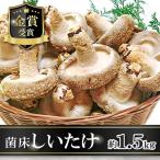 菌床しいたけ かご入り